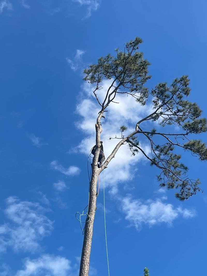 A tree professional working high in a tall pine tree